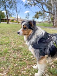 Happy pet cared for by Amy