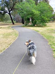 Happy pet cared for by Amy