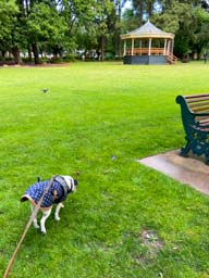 Happy pet cared for by Amy