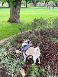 Happy pet cared for by Amy