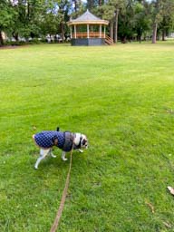 Happy pet cared for by Amy