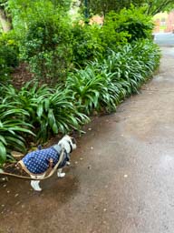 Happy pet cared for by Amy