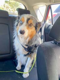 Happy pet cared for by Amy