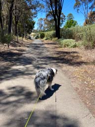 Happy pet cared for by Amy