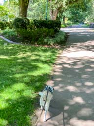 Happy pet cared for by Amy