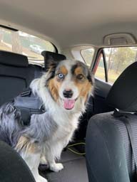 Happy pet cared for by Amy