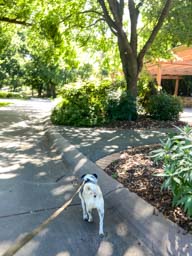 Happy pet cared for by Amy