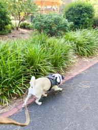 Happy pet cared for by Amy