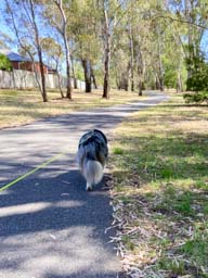 Happy pet cared for by Amy