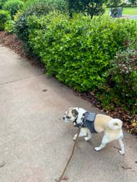 Happy pet cared for by Amy