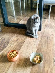 Happy pet cared for by Amy