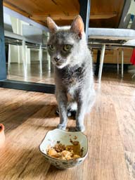 Happy pet cared for by Amy