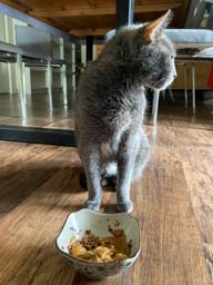 Happy pet cared for by Amy