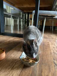 Happy pet cared for by Amy