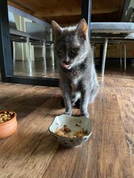 Happy pet cared for by Amy