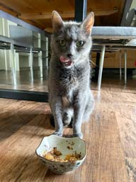 Happy pet cared for by Amy