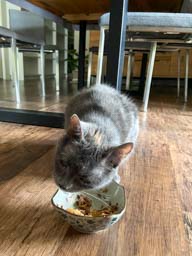 Happy pet cared for by Amy