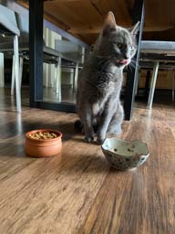 Happy pet cared for by Amy