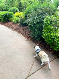 Happy pet cared for by Amy