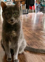 Happy pet cared for by Amy