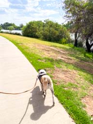 Happy pet cared for by Amy