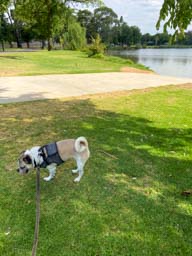 Happy pet cared for by Amy