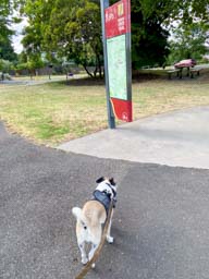 Happy pet cared for by Amy