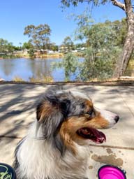 Happy pet cared for by Amy