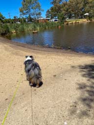 Happy pet cared for by Amy