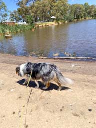 Happy pet cared for by Amy