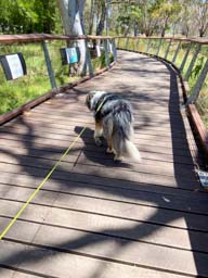 Happy pet cared for by Amy