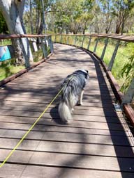 Happy pet cared for by Amy