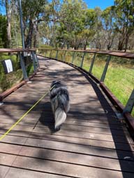 Happy pet cared for by Amy