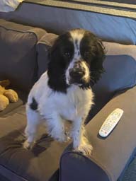 Happy pet cared for by Amy