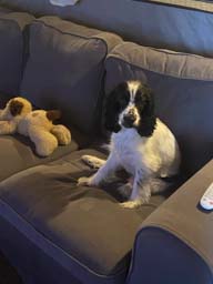 Happy pet cared for by Amy