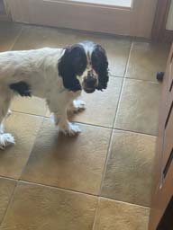 Happy pet cared for by Amy