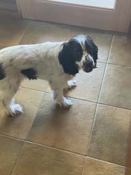 Happy pet cared for by Amy