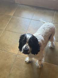 Happy pet cared for by Amy