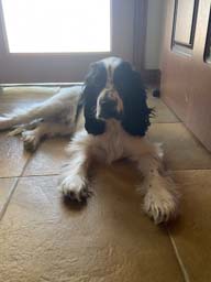 Happy pet cared for by Amy