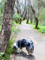 Happy pet cared for by Amy