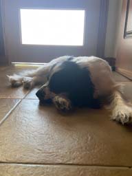 Happy pet cared for by Amy