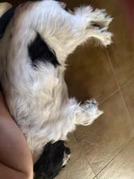 Happy pet cared for by Amy