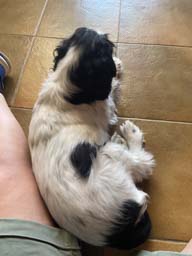 Happy pet cared for by Amy