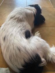 Happy pet cared for by Amy