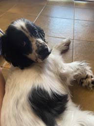 Happy pet cared for by Amy