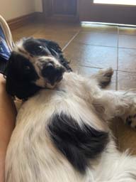 Happy pet cared for by Amy