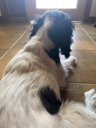 Happy pet cared for by Amy