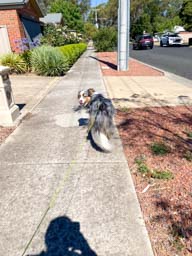 Happy pet cared for by Amy