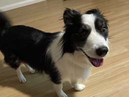 Happy pet cared for by Amy