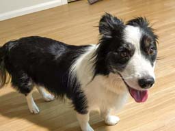 Happy pet cared for by Amy